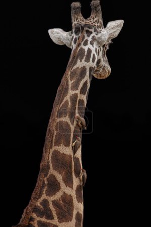 Photo for A vertical shot of a giraffe on a black background - Royalty Free Image