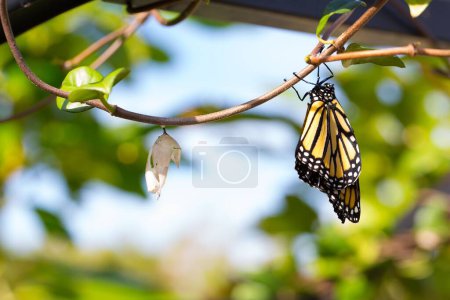 A monarch butterfly just hatched from chrysalis on a branch