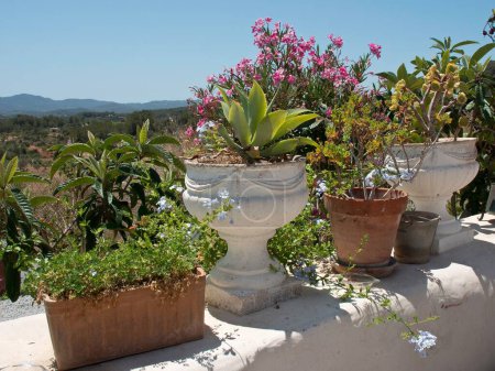 Téléchargez les photos : Gros plan de pots de fleurs et de plantes vertes sur une clôture blanche sous la lumière du soleil - en image libre de droit
