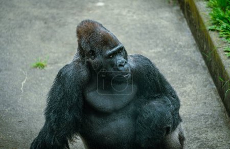 Foto de Un primer plano de un gorila sentado en un suelo de hormigón en un zoológico - Imagen libre de derechos