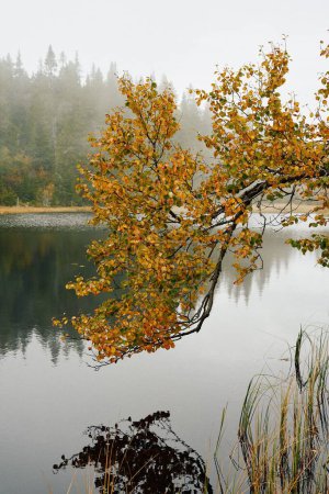 Téléchargez les photos : Plan vertical d'une branche aux feuilles jaunes sur un lac en automne - en image libre de droit