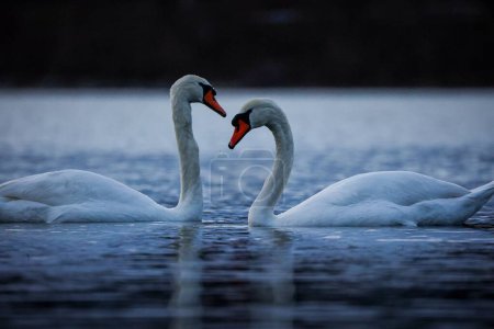 Téléchargez les photos : Deux cygnes blancs romantiques dans l'eau formant un cœur - en image libre de droit