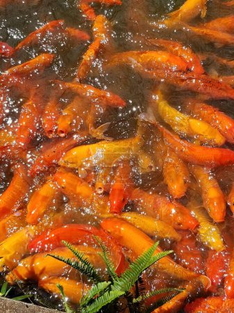 Photo for A group of small orange fish in a body of water in closeup - Royalty Free Image
