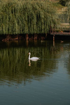 Photo for A vertical of a beautiful white san swimming in a tranquil lake in a park - Royalty Free Image