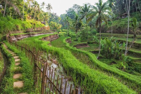 Foto de Un primer plano de laderas en terrazas para cultivar arroz en Bali, Indonesia - Imagen libre de derechos