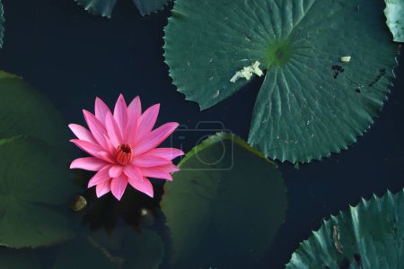 Téléchargez les photos : Gros plan d'une fleur de lotus rose sur l'eau entourée de feuilles vertes - en image libre de droit