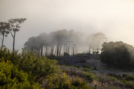 Téléchargez les photos : Un beau paysage de brouillard sur les arbres. - en image libre de droit