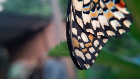 Téléchargez les photos : Gros plan d'une aile d'un papillon coloré avec un arrière-plan flou pendant la journée - en image libre de droit