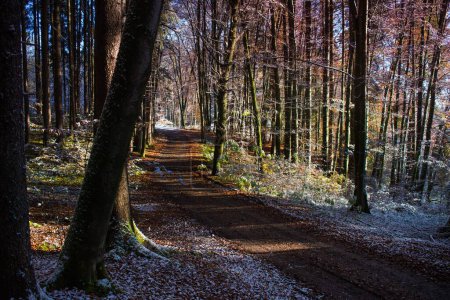 Foto de Un sendero forestal cubierto de nieve clara y hojas caídas de otoño cerca de Wolfratshausen, Alemania - Imagen libre de derechos