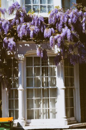 Téléchargez les photos : Une fenêtre entourée de Wisteria en fleurs - en image libre de droit