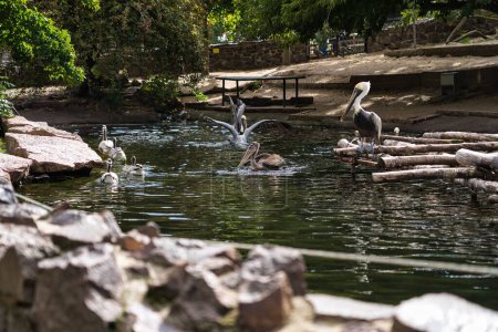 Téléchargez les photos : Un groupe de pélicans à bec tacheté (Pelecanus philippensis) nageant dans un étang d'eau dans un zoo - en image libre de droit