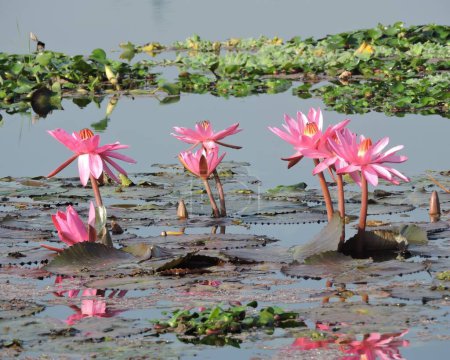 Téléchargez les photos : Fleur - Lys rose fleurissant dans un lac. Nom scientifique : Nymphaea. Emplacement - Assam, Inde. - en image libre de droit