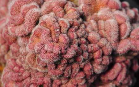 Téléchargez les photos : Un gros plan de cactus sphérique rouge (Mammillaria compressa) plante - en image libre de droit