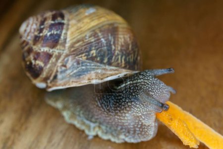 Photo for Close-up of a snail on a wooden table eating a piece of carrot - Royalty Free Image