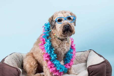 Foto de Retrato de cerca de Soft-coated Wheaten Terrier en gafas azules y collares tropicales azules y rosados sentados en una cama de perro mullida - Imagen libre de derechos