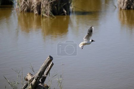 Foto de Una gaviota sobrevolando un lago en el Delta del Ebro, España - Imagen libre de derechos