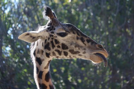 Photo for A close-up shot of a Masai giraffe (Giraffa camelopardalis tippelskirchi) looking aside - Royalty Free Image