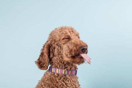 Téléchargez les photos : Portrait d'un drôle de caniche rouge-brun avec sa langue contre un mur bleu - en image libre de droit