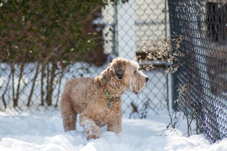 Téléchargez les photos : Une vue panoramique d'un chien Wheaten Terrier courant et s'amusant dehors dans la neige - en image libre de droit