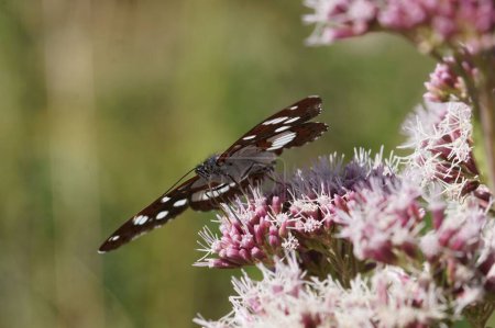 Téléchargez les photos : Limenitis reducta papillon perché sur la fleur - en image libre de droit