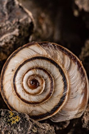 Téléchargez les photos : Plan vertical d'une spirale d'escargot sur les rochers dans une forêt en plein jour - en image libre de droit