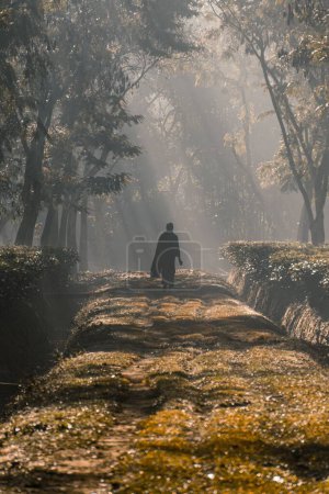 Téléchargez les photos : Par une matinée brumeuse au soleil, un homme marche le long d'un sentier bordée d'arbres - en image libre de droit
