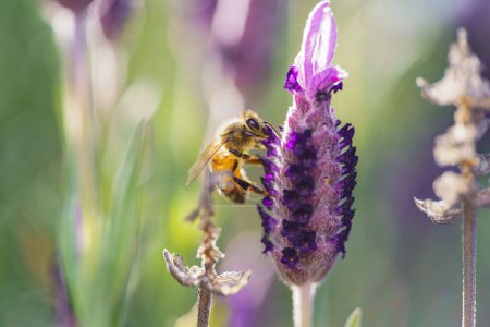 Foto de A selective focus of a bee on a purple flower - Imagen libre de derechos