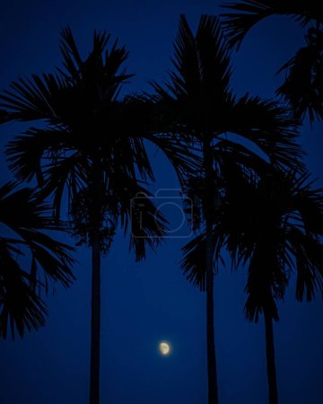 Foto de Un plano vertical de siluetas de palmeras ante un cielo azul de la tarde con la luna - Imagen libre de derechos