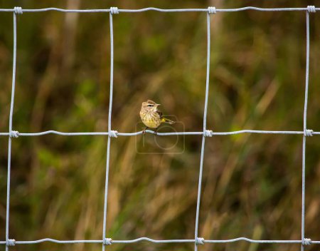 A closeup view of a small sparrow perched on a square metal fence