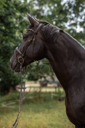 Foto de Un selectivo de un caballo artístico con brida - Imagen libre de derechos