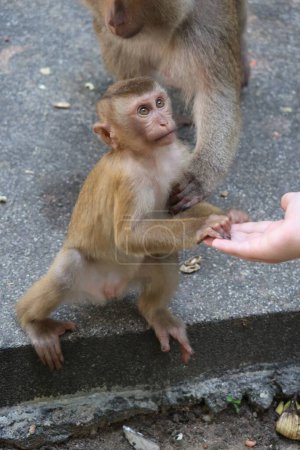 Téléchargez les photos : Un bébé singe debout sur ses pattes arrière - en image libre de droit