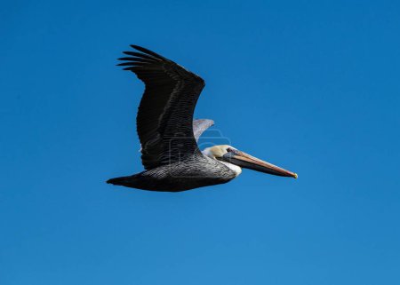 Téléchargez les photos : Gros plan d'un pélican brun de Californie, volant avec ses ailes déployées, par une journée ensoleillée, haut sur un ciel bleu - en image libre de droit