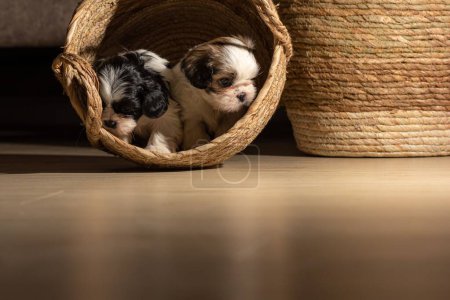 Photo for A beautiful shot of two cute puppies in a wicker basket - Royalty Free Image