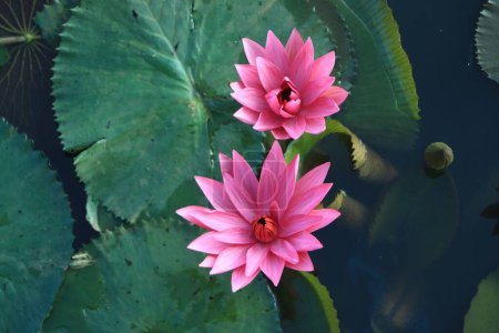 Foto de Un primer plano de un rosa flores de loto en el agua rodeada de hojas verdes - Imagen libre de derechos