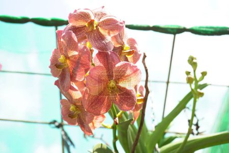 Foto de Un primer plano de las orquídeas rosadas (Orchidaceae) - Imagen libre de derechos