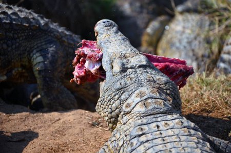 Foto de Una vista de cocodrilos luchando por trozos de carne uno contra el otro - Imagen libre de derechos