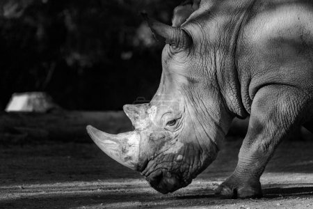 A grayscale shot of a White rhinoceros (Ceratotherium simum) looking down at the ground