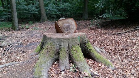 Foto de Bosque verde pero un árbol caído - Imagen libre de derechos