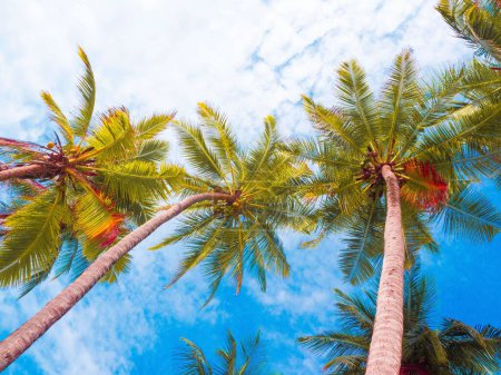 Téléchargez les photos : Un plan en angle bas des palmiers contre le ciel bleu - en image libre de droit