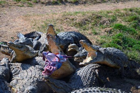 Téléchargez les photos : Une vue de crocodiles se battant pour des morceaux de viande les uns contre les autres - en image libre de droit