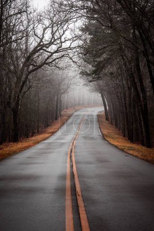 Photo for A vertical shot of the narrow road between the deciduous trees on a foggy day - Royalty Free Image
