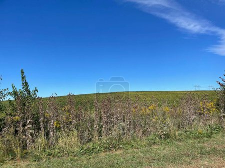 Téléchargez les photos : Les plantes séchées dans le champ contre un ciel bleu par une journée ensoleillée - en image libre de droit