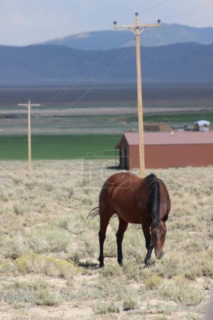 Foto de Una vertical de un hermoso caballo marrón Mustang en Nevada - Imagen libre de derechos