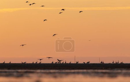 Photo for A beautiful shot of common crane (Grus grus) birds in flight above the pier at sunset - Royalty Free Image