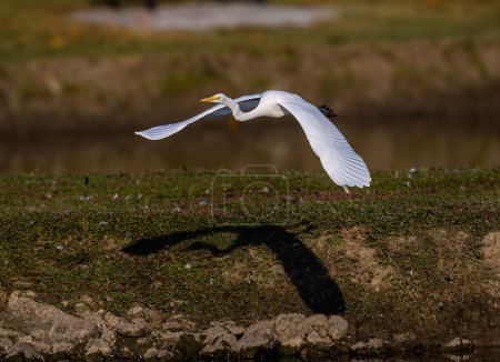 Téléchargez les photos : Un beau cliché d'une grande aigrette blanche survolant un paysage - en image libre de droit