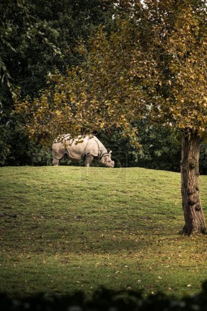 Photo for A vertical shot of a rhino in a field - Royalty Free Image