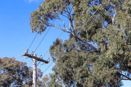 Téléchargez les photos : Les lignes électriques avec eucalyptus et ciel bleu sur le fond - en image libre de droit