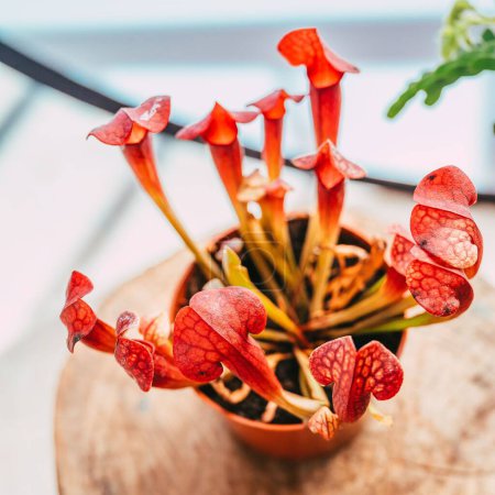 Téléchargez les photos : Une vue en grand angle des cruches de trompette plantées dans un pot de fleurs - en image libre de droit