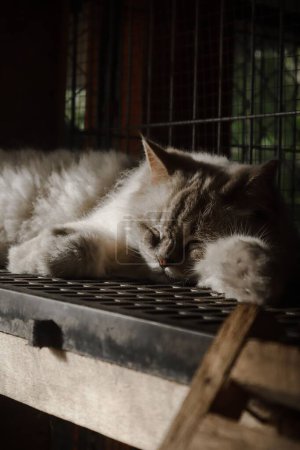 Téléchargez les photos : Un plan vertical d'un mignon chat moelleux dormant sur le rebord de la fenêtre - en image libre de droit
