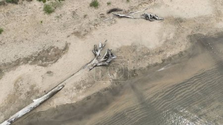Téléchargez les photos : Une vue aérienne d'une plage avec des vagues océaniques et un vieil arbre cassé près de l'eau - en image libre de droit